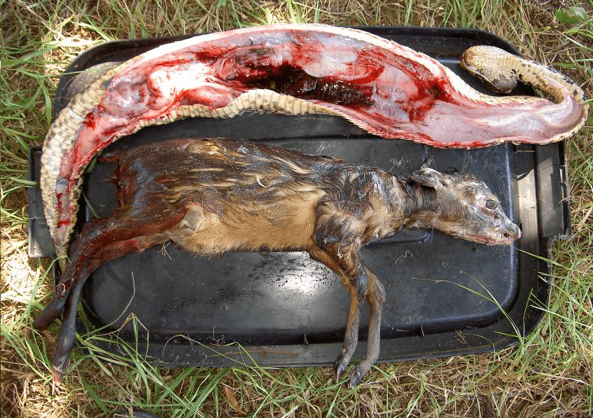 长久以来,日本民间流传着"野槌蛇"的传说.