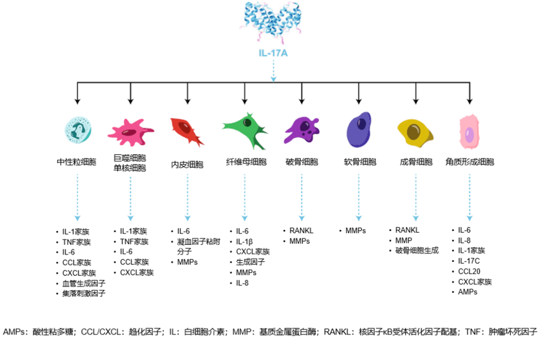 它可作用于巨噬细胞,中性粒细胞,导致tnf-α,il-6等促炎因子释放,诱发