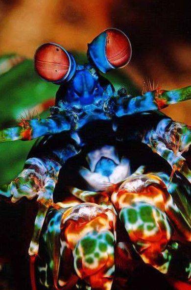 雀尾螳螂虾漂亮凶悍的海洋拳王得用防弹玻璃水缸养它