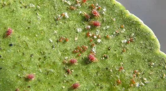 目前热度高杀虫剂虱螨脲和虫螨腈谁更强有啥不同