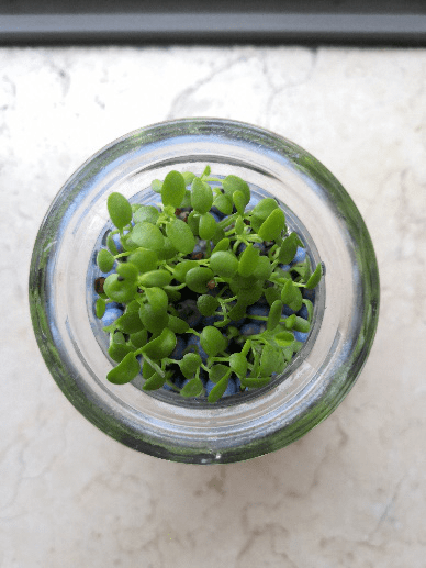 化工春天 | 环保之新——植一盆新绿,言环保新语