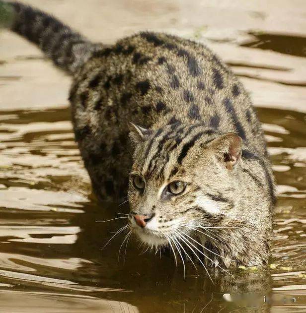 擅长捕鱼的猫界游泳高手渔猫