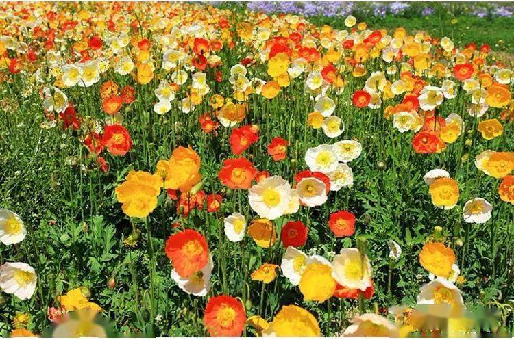 秋天适合大面积播种的花卉之一虞美人