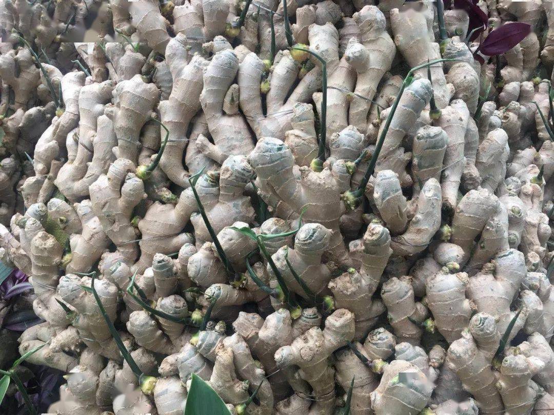 农博会抢鲜看听说有人愿意指点姜山