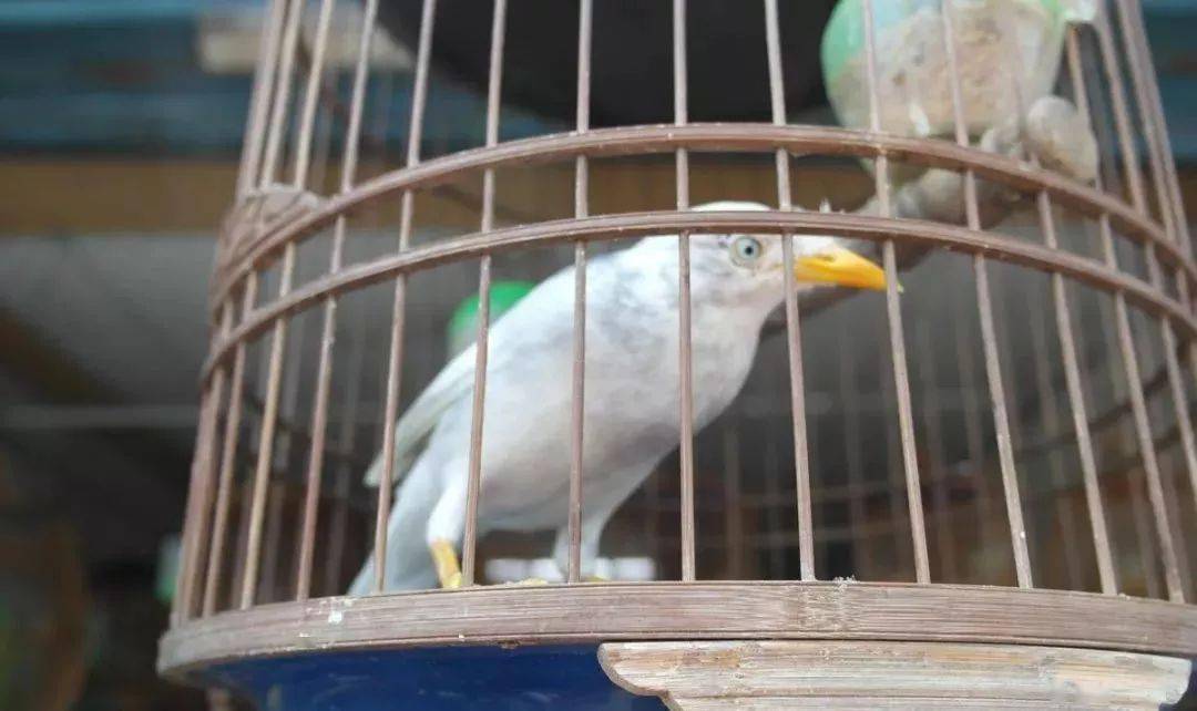 鸟友汇白化八哥鉴赏