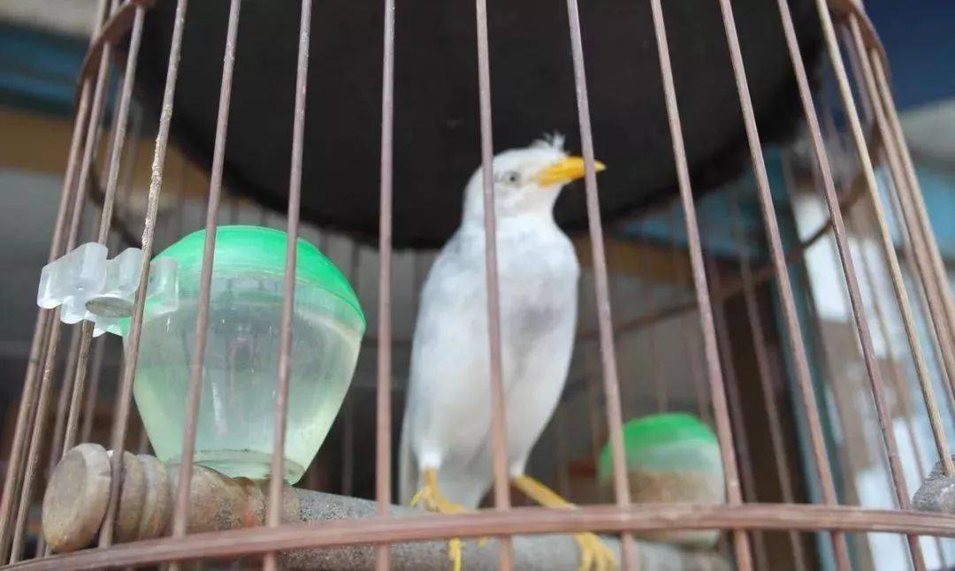 鸟友汇白化八哥鉴赏