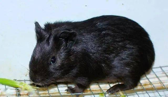 5种罕见的"黑色"动物,若能选一只做宠物,你选啥?_豚鼠