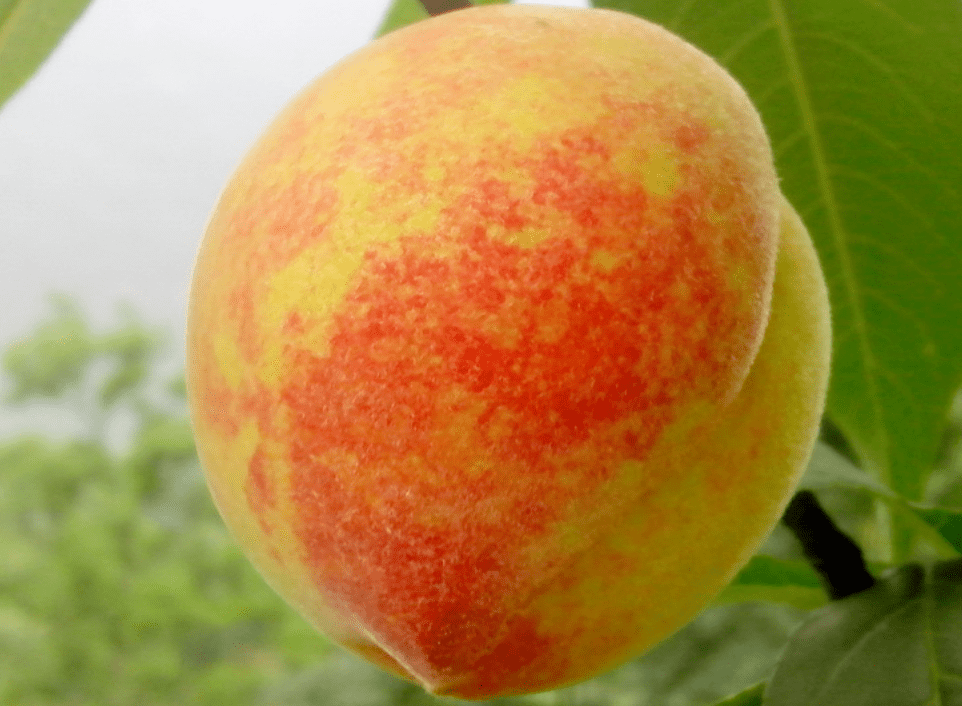 在重固你也能尝到秋季水果市场上的佳品锦绣黄桃附视频