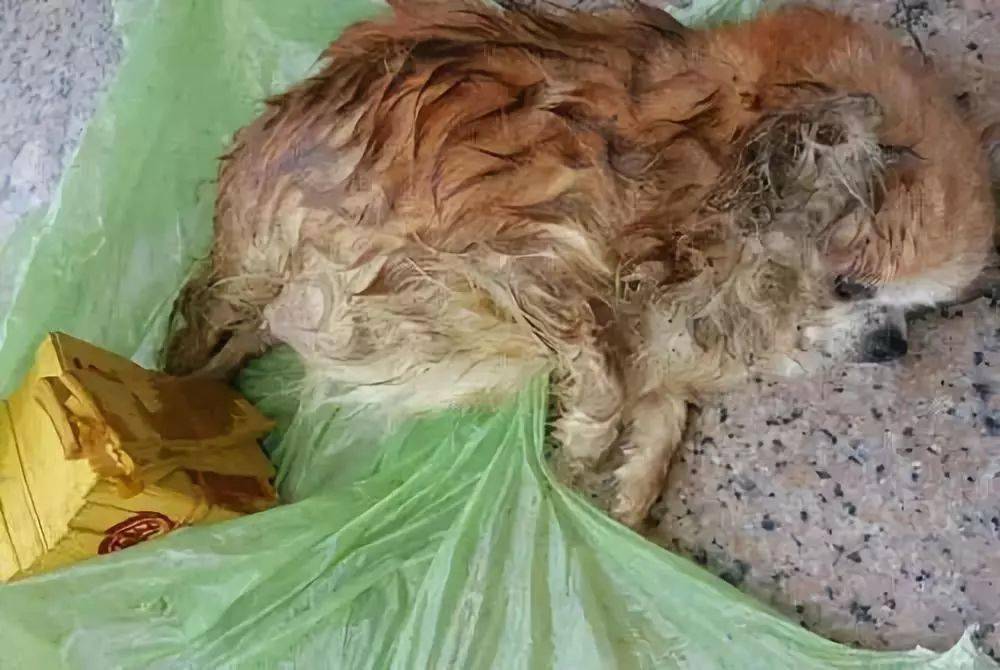 67母狗怀孕被人折磨成死胎塑料袋一装丢路边