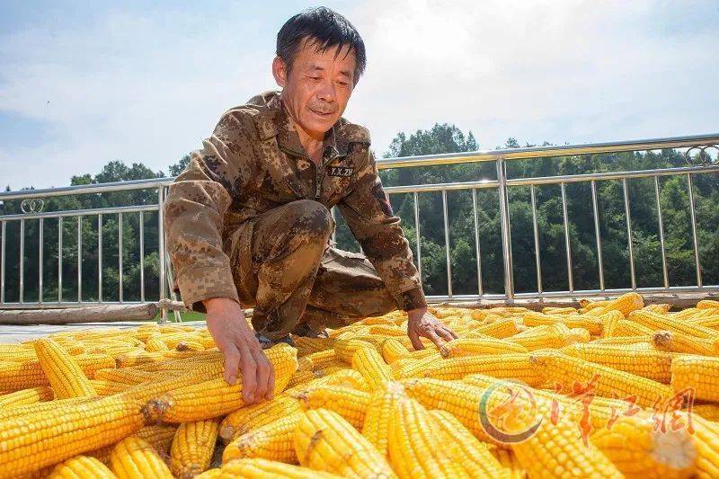 陈吉学:靠勤劳脱贫 用双手致富