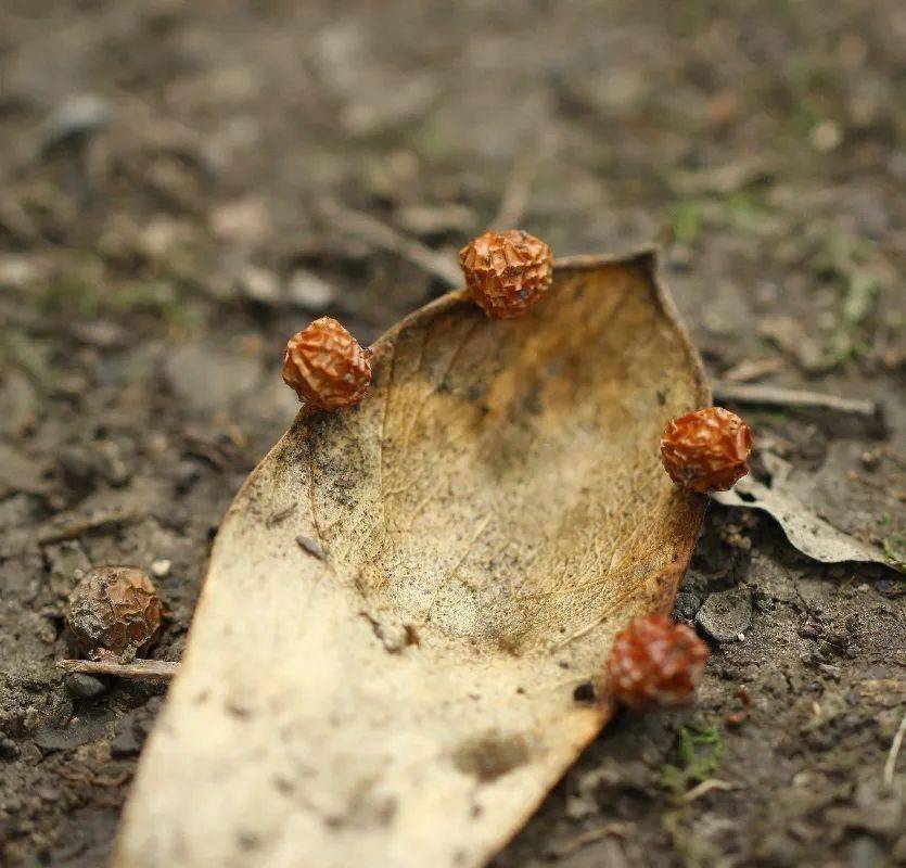 一叶知秋的梧桐_刺桐