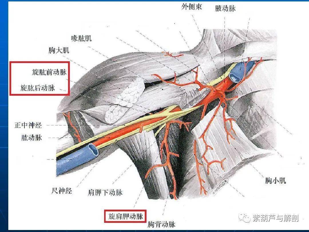 解剖肩关节应用解剖