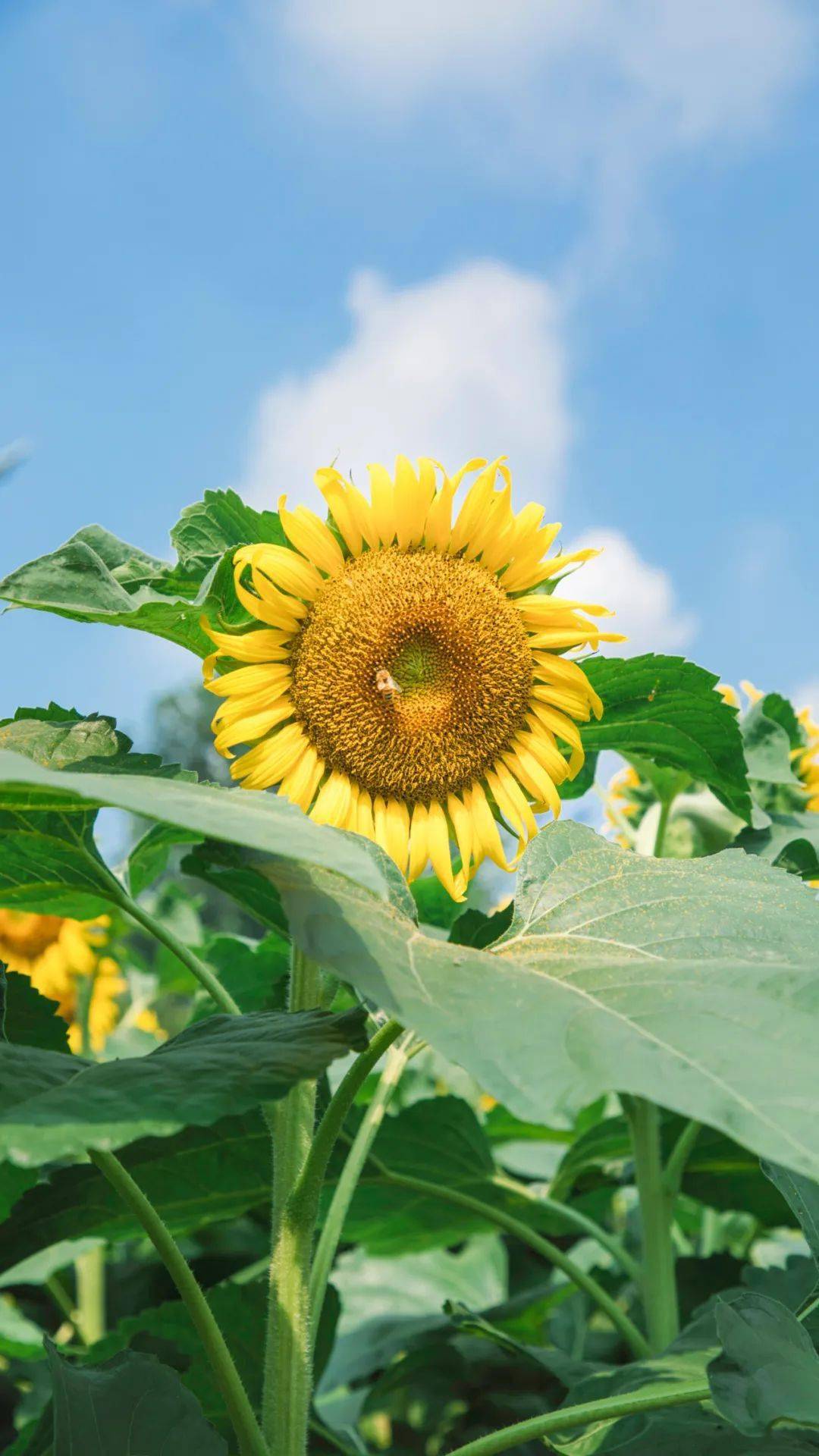 距离市区一小时这片向阳花海带你拥抱夏日美好