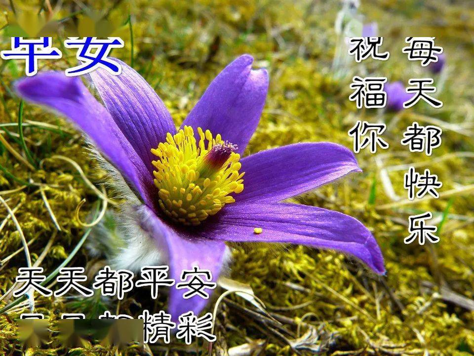 早安微信貼心的問候祝福短信群發早安送朋友的鮮花祝福圖片