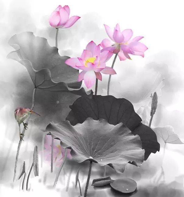 善良是佛前的一朵莲花