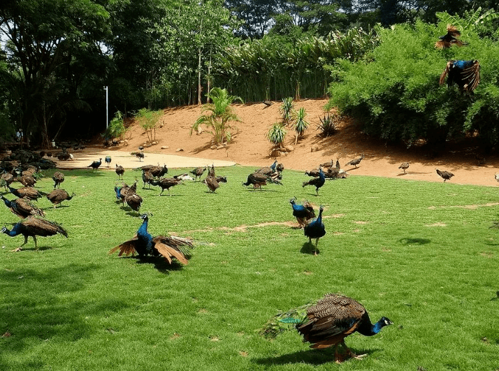游在玉林五彩田园大型孔雀乐园开园啦一票通玩