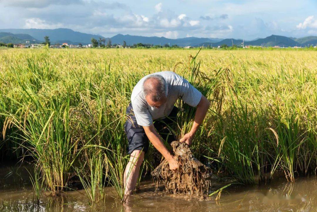 台山海水稻种植好厉害!