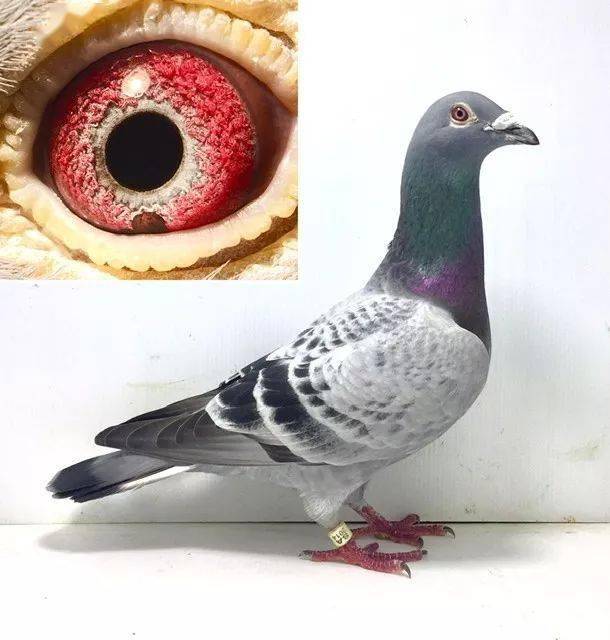 难得一见的流砂眼