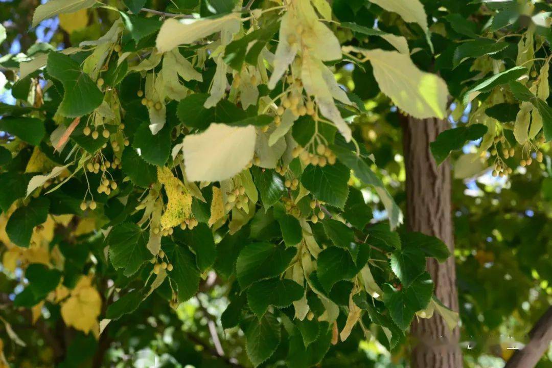 园林漫步雕塑园中的珍稀树种椴树