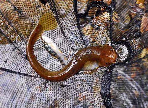 这些鱼只藏在深山中,人间难得几回尝_沟里