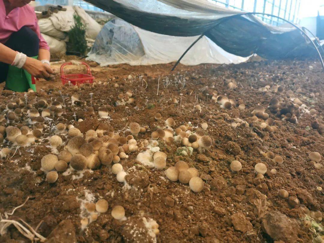 草菇属高温型菌类,因此对菇房的要求特别高,除了要有充足的肥料之外