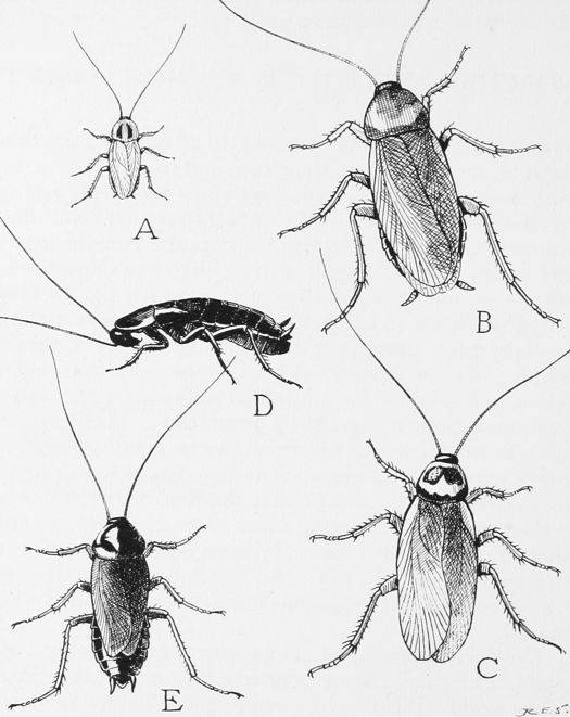 蟑螂结构图图片