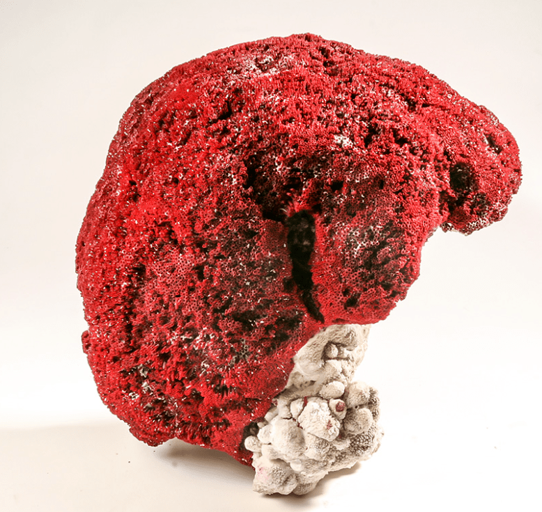 江雪说展品笙珊瑚下