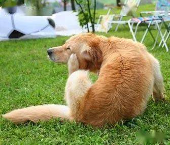 狗狗总是不停挠痒是身上有跳蚤?三个方法让我们在家就能帮它检查