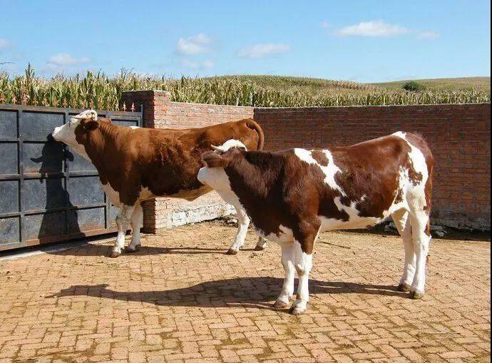 繁殖西门塔尔母牛品种越纯越好是这样吗