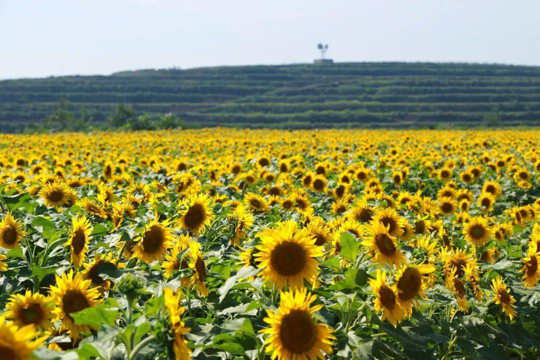 距宝鸡市区半小时车程,这两片花海正在盛放!油葵,百日菊.统统免费哟
