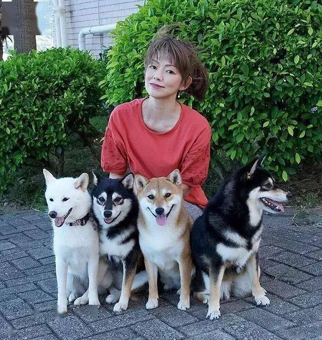 火爆日站的柴犬四姐妹,集齐赤柴,黑柴和白柴,它们