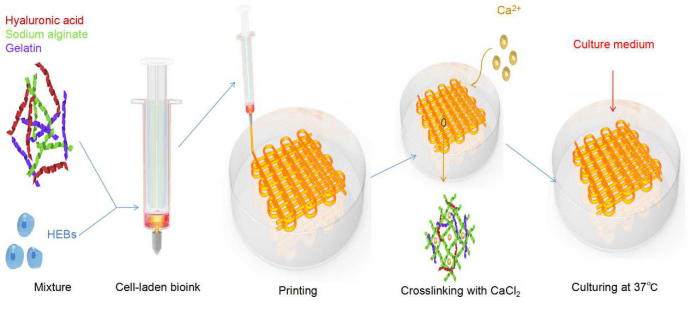 生物3d打印用于脑微环境模拟的基于透明质酸的细胞负载支架_墨水