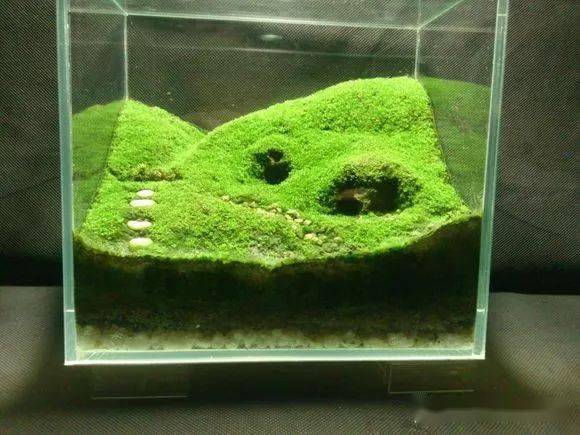 全球顶尖苔藓缸造景作品