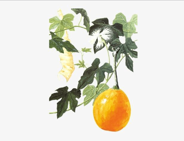 吊瓜产业拓宽扶贫路谷陇镇构建高效农业打造吊瓜之乡