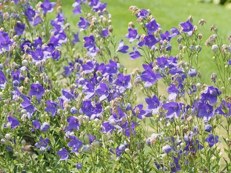 桔梗花开把握幸福