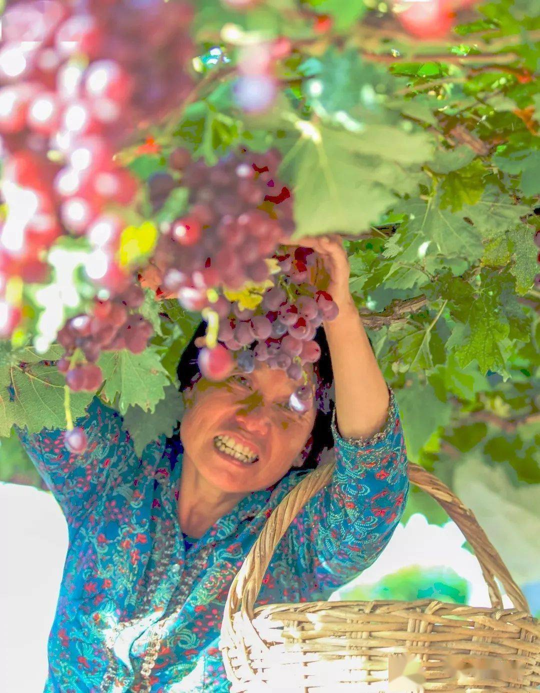大泽山葡萄节玩到"嗨" !特别定制两条采摘精品线路_手机搜狐网