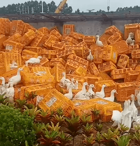 廉江一辆载满鸭子的大货车侧翻现场慌乱不堪