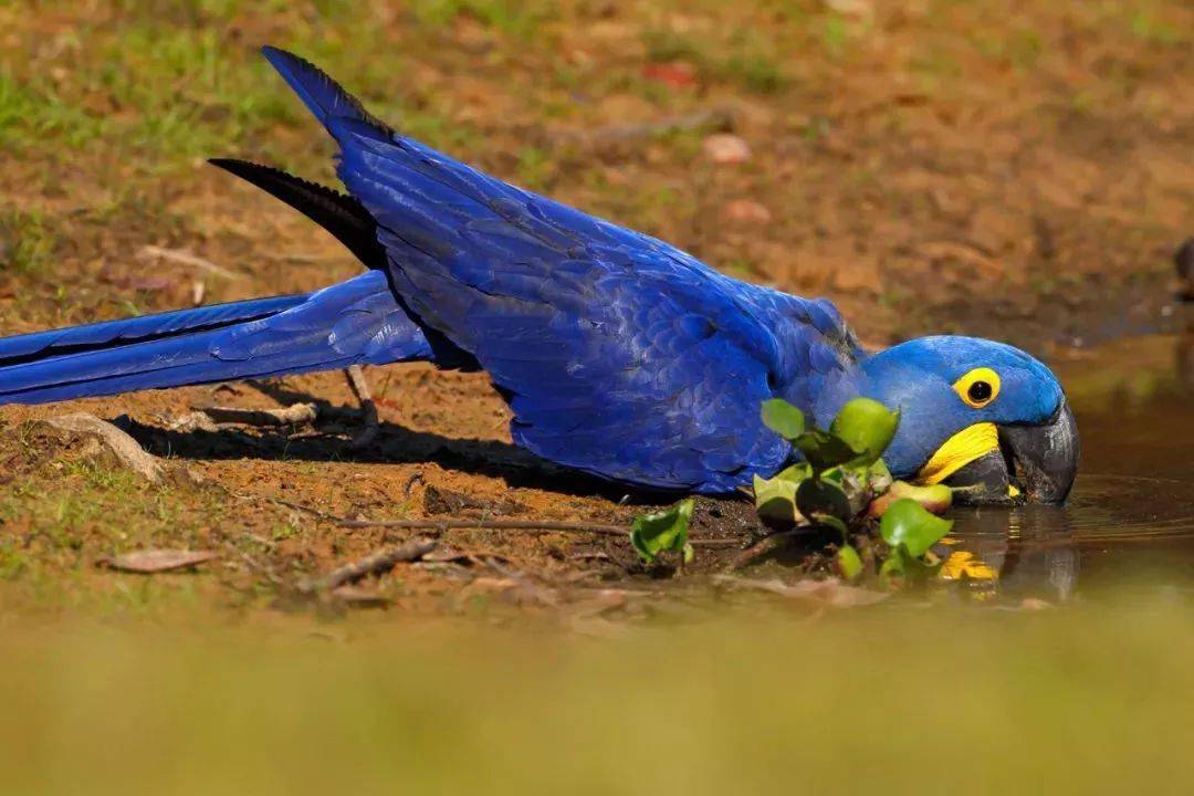 濒危动物——紫蓝金刚鹦鹉