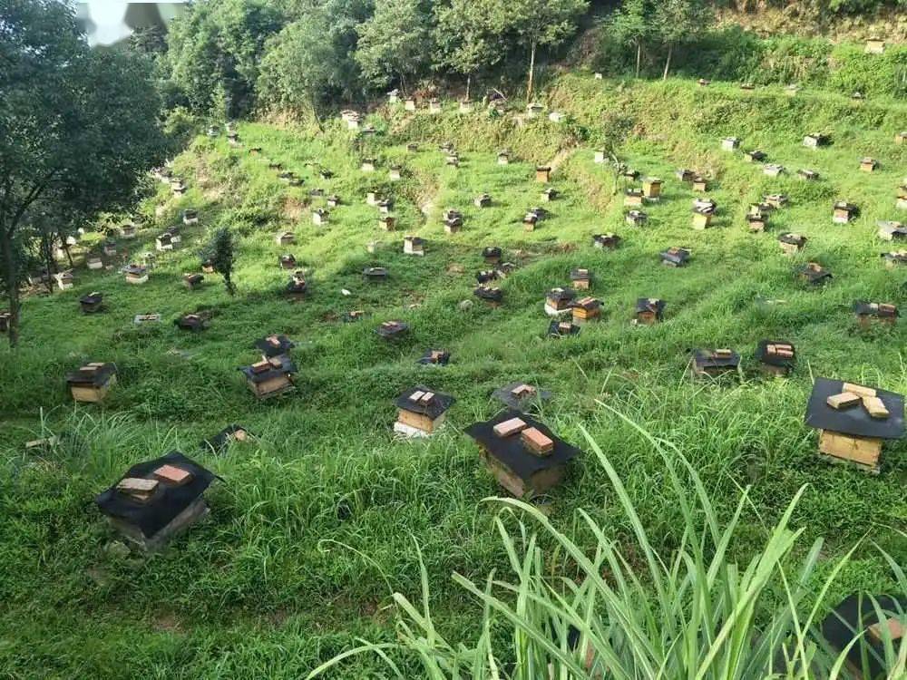 养蜂场在泰中蜂蜂业有限公司的养蜂场,一个个蜂箱摆放有序,蜂场负责人