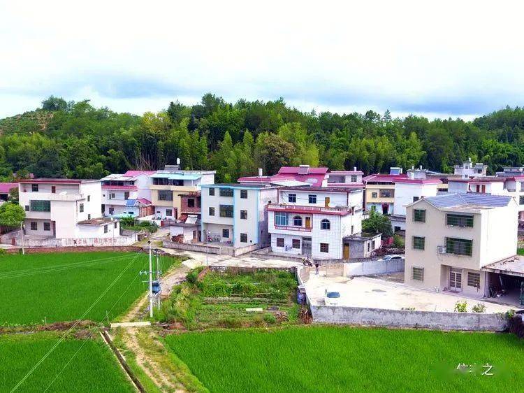 新田镇乡村蝶变展新颜