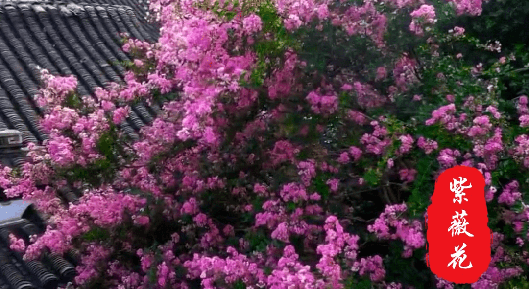 南充市市树市花评选之候选市花紫薇花