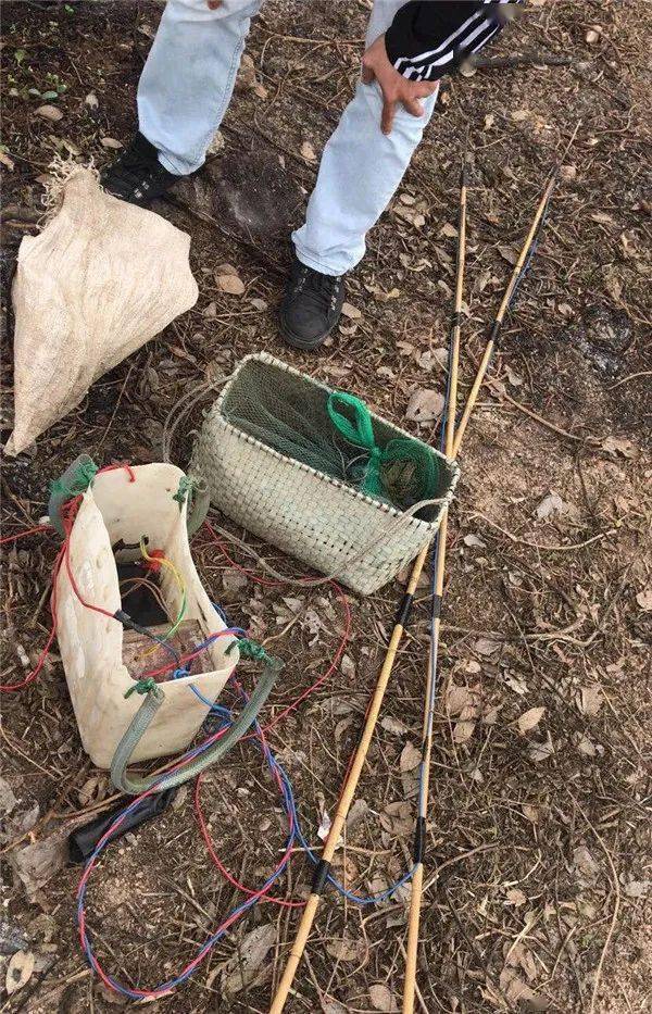 港口一男子捕捉22只野生青蛙"加餐"被刑拘!