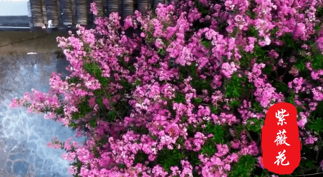 南充市市树市花评选之候选市花紫薇花