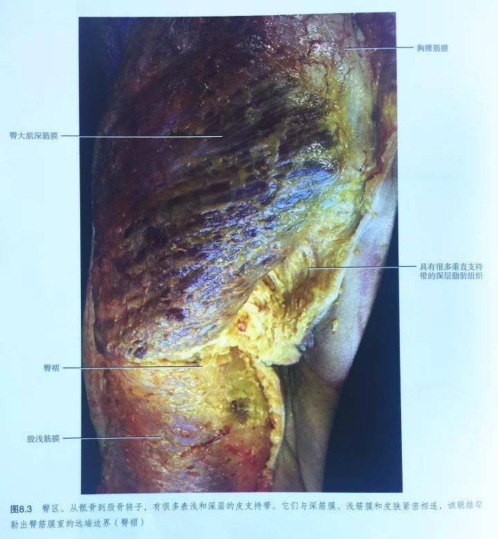 在坐骨结节附近,浅筋膜变得坚韧而有弹性(图 8.3.