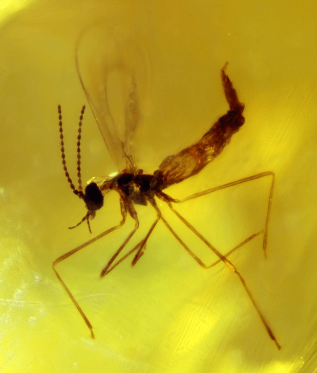 虫来如此琥珀中的瘿蚊