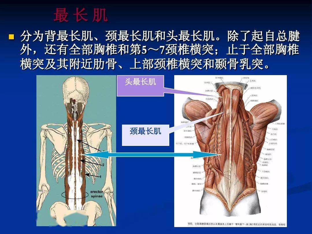 与脊柱相关的肌肉和筋膜