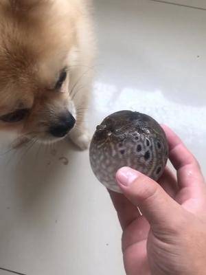 如果我的每一个粉丝都转发一下多好豚哥带你玩狗头没错是我飞了70