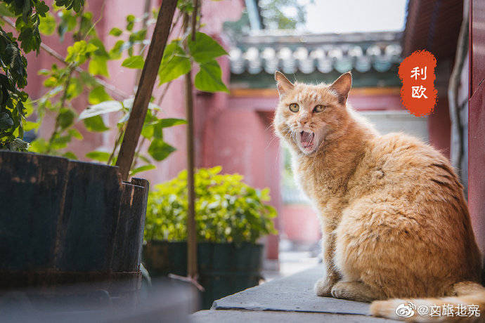 故宫里那些可盐可甜的御猫小神兽们来啦