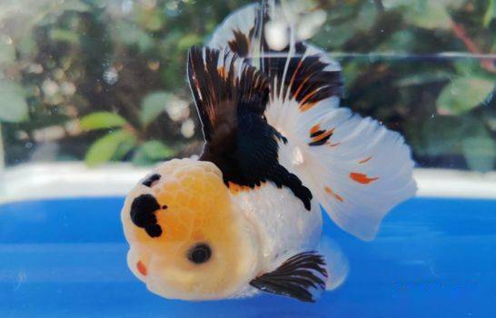 苏州实体店原装泰狮小当岁11公分350元两条包邮