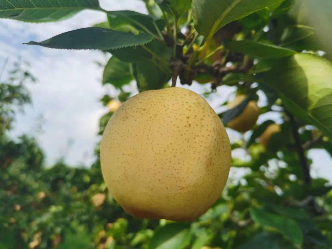 预订小空山有机黄金梨脆甜爽口